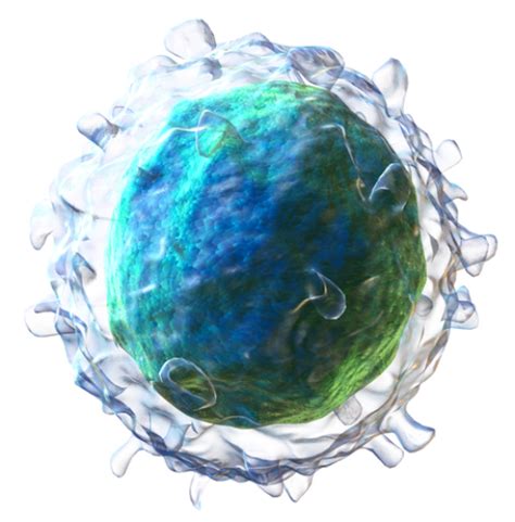 Difference Between Phagocytes and Lymphocytes | Compare the Difference ...