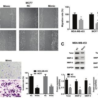 MiR 146 5p Suppresses The Migration And Invasion Of Breast Cancer