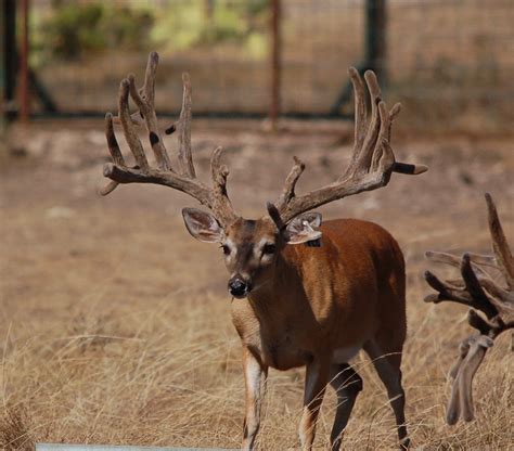 Image Gallery DeerStar Typicals Deer Star Breeders The Texas