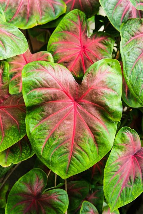 Fancy Leaved Caladium Stock Photo Image Of Beauty Outdoors 45720356