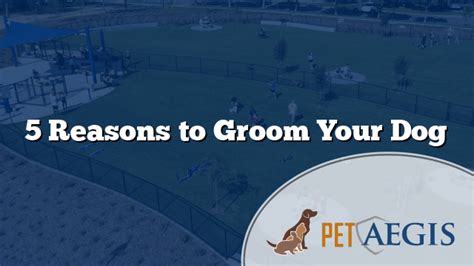 5 Reasons To Groom Your Dog