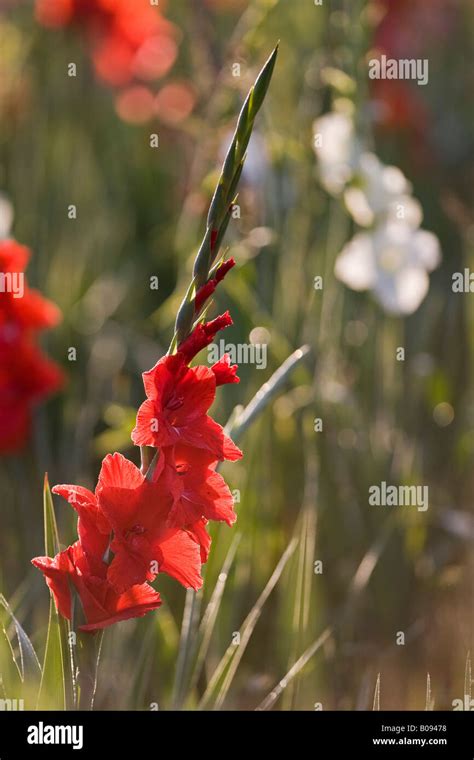 Gladiolen Oder Schwertlilie Gladiolus Iridaceae Familie Deutschland