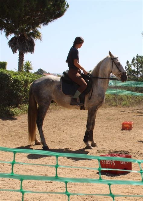 Cavalo Capado 7 Anos Aljezur OLX Portugal