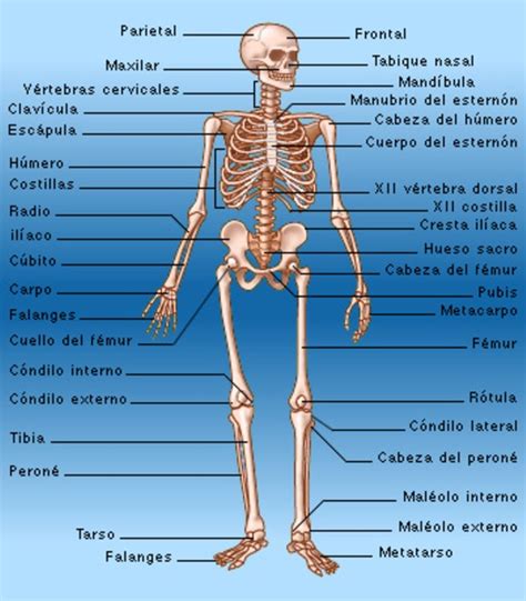 Huesos Del Cuerpo Humano Conocimiento Del Medio Pedro Images And