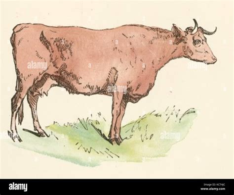 Brown Cow Drawing Stock Photo - Alamy