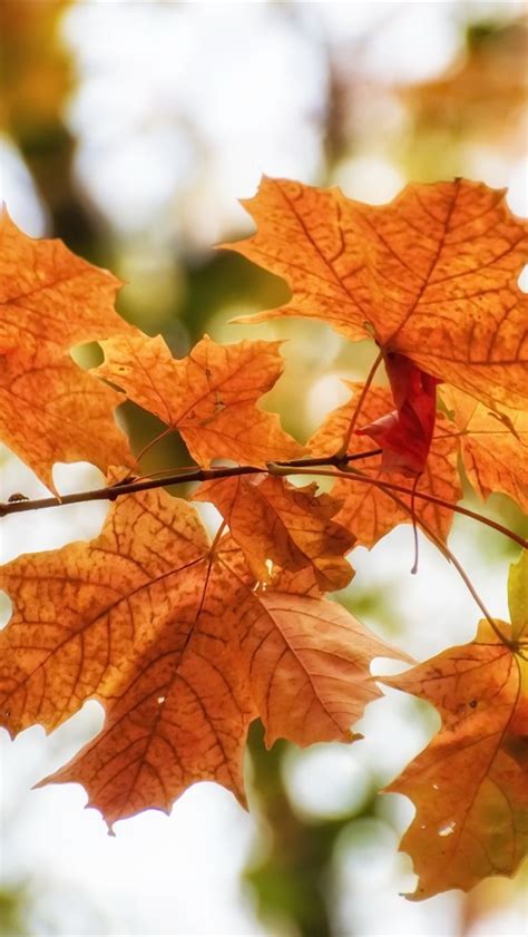 Fondos De Pantalla Algunas Hojas De Arce Rojas Ramitas Otoño 1920x1200 Imagen