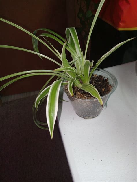 Spider Plant Plants Pita S Garden One Rare And Tropical Plants In