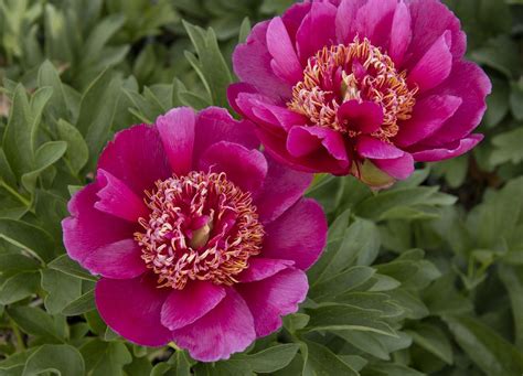 Early Scout Fernleaf Peony Paeonia Hybrid Early Scout Monrovia Plant