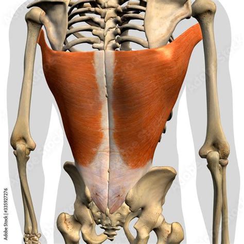 Latissimus Dorsi Muscles Isolated In Posterior View Human Anatomy On