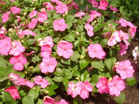 Бальзамины на даче: особенности выращивания и размножения, размещение