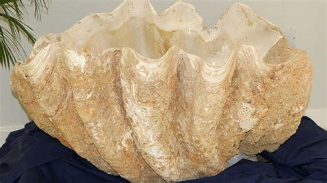 Rare Complete Giant Clam Fossil Fails To Sell At Auction Bbc News