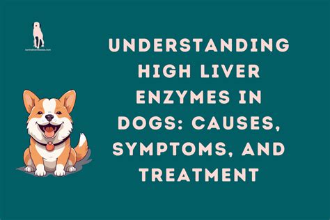 Understanding High Liver Enzymes In Dogs Causes Symptoms And