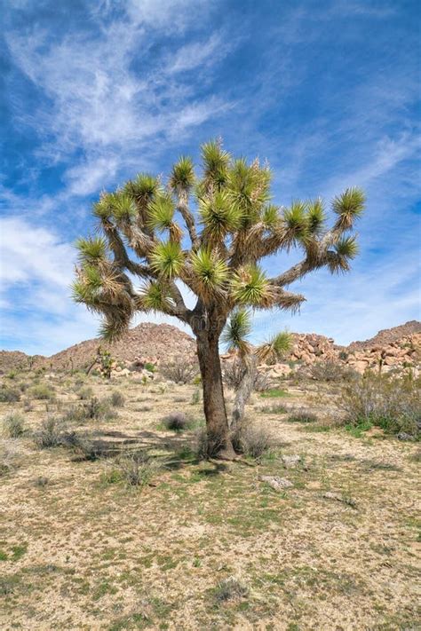 Exuberante Planta Arbórea De Joshua En El Parque Nacional Del árbol De