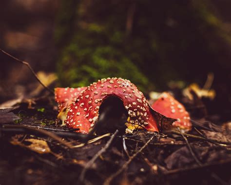 Automne Champignon Poison Photo Gratuite Sur Pixabay Pixabay