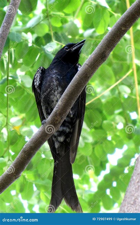 Black Drongo Stock Image Image Of Sitting Satna Twig 72907499