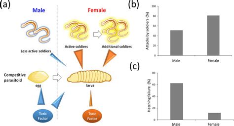 Sexual Complementarity Between Male And Female C Floridanum A A Download Scientific