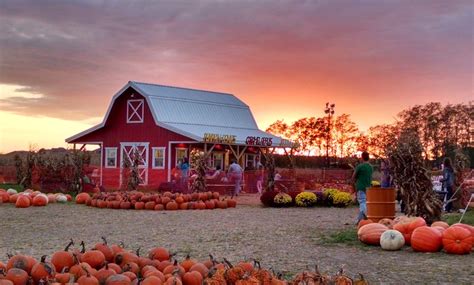 Pumpkin Patch And Corn Maze Fun Farm Pumpkin Patch Groupon