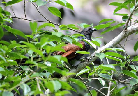 Philippine Coucal Centropus Viridis 绿鸦鹃 Sheau Torng Lim Flickr