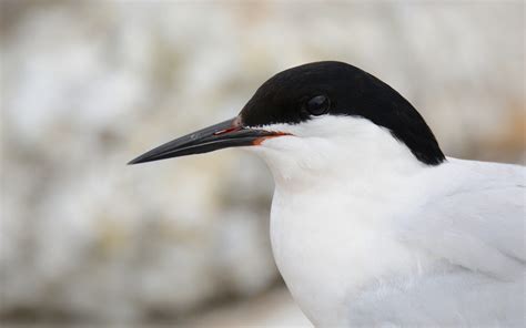 Outing To Kilcoole ECNR Provisional BirdWatch Ireland