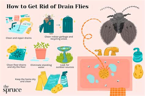 How To Get Rid Of Fruit Flies In Drain How To Identify And Get Rid Of Drain Flies 44 Off