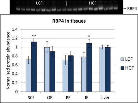 Relative Protein Abundance Of Rbp4 In Different Adipose Tissues And The