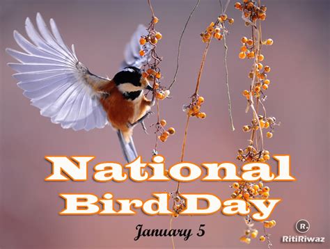 National Bird Day 2024 Theme And Significance Ruthi Joellen