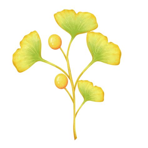 Ginkgo Biloba White Transparent Hand Painted Yellow Fresh Plant Autumn