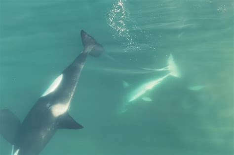 Orca Attack White Shark Liver Shark Week Shares Footage Of Orca Whales