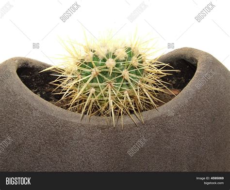 Dwarf Cactus Image And Photo Free Trial Bigstock