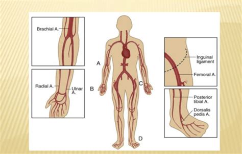 Exam 3 Peripheral Vascular System And Lymphatic Flashcards Quizlet