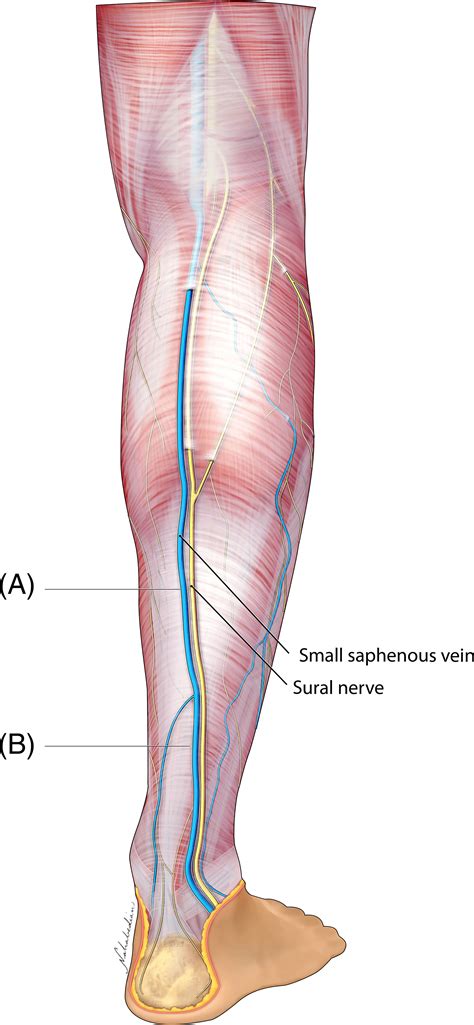 Great Saphenous Vein