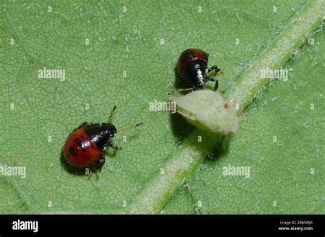 Dead Stink Bugs Hi Res Stock Photography And Images Alamy