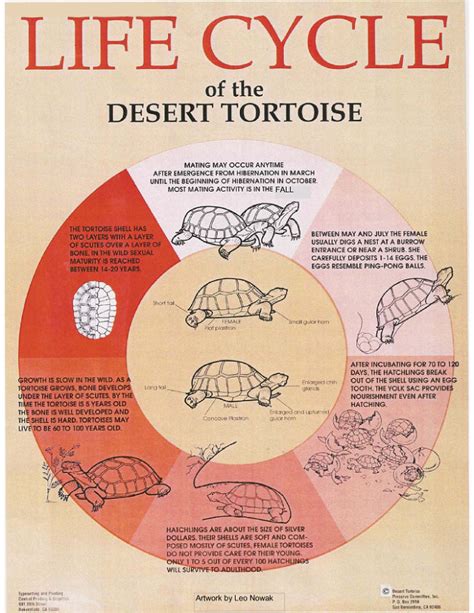 Californian Desert Tortoise Diet - Coffee House