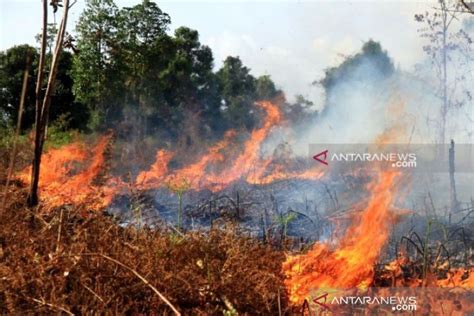 Fires Destroy 55 Hectares Of Land Forests In Riau ANTARA News