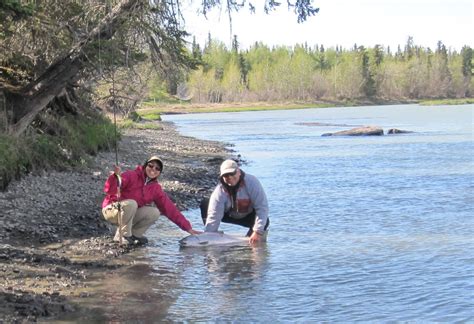 Kasilof River King Salmon Fishing Jim Rusk Fishing Guide Alaska