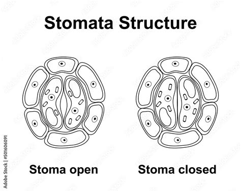 Vetor De Scientific Designing Of Stomata Structure Stoma Open And