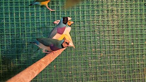 Beautiful Gouldian Finch Collections Blue Gouldian Grey Heads Gouldian