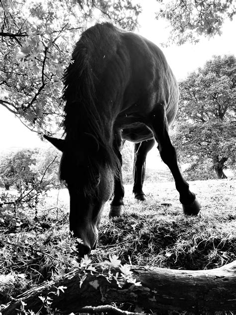 Pony Pferd Draußen Kostenloses Foto auf Pixabay Pixabay