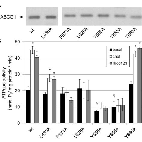 Subcellular Localization Of Abcg Mutant Variants In Mammalian Cells