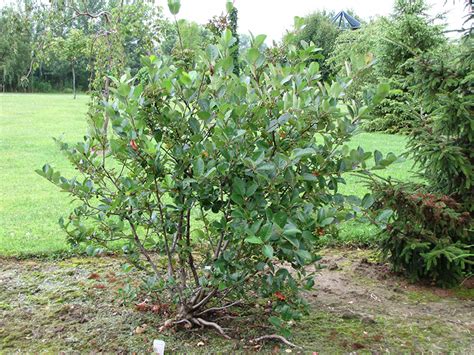 Viking Chokeberry Aronia X Prunifolia Viking In Edmonton St Albert