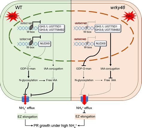 Wrky46 Promotes Ammonium Tolerance In Arabidopsis By Repressing Nudx9 And Indole‐3‐acetic Acid