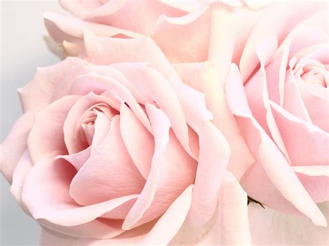 Free Stock Photo Of Background Feminine Flower