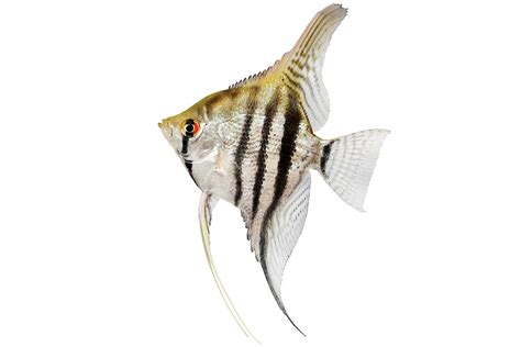 Tricolor Angelfish Pterophyllum Scalare Petco Ph