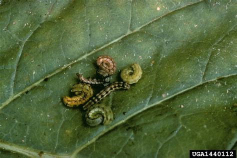 Tobacco Budworm Chloridea Virescens On Burley Tobacco Nicotiana Tabacum Burley Type 1440112