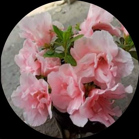 Peach Azalea Flower Plant