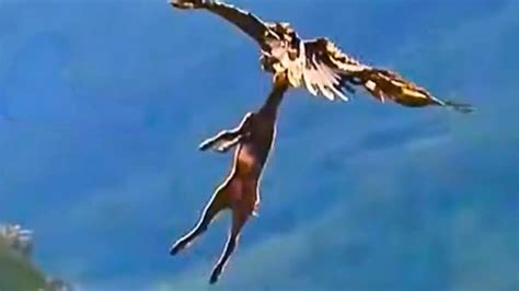 Must-Watch: Eagle Flies Away with Full Grown Deer - Animals Around The Globe