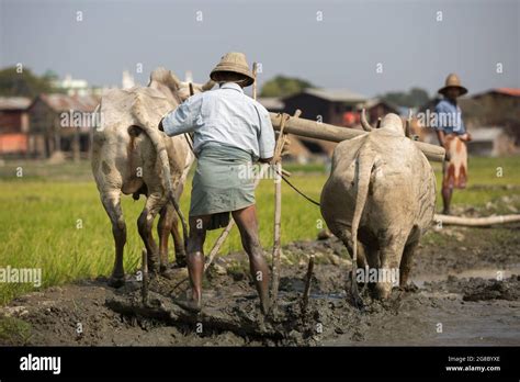 Farmer Ploughing A Field With A Pair Of Ox Stock Photo Alamy