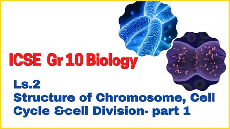 Icse Gr Ls Structure Of Chromosomes Cell Cycle Cell Division