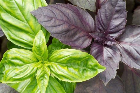 A List Of Types Of Basil - Try Different Basil Varieties | Gardening ...