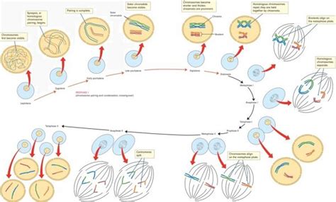 Meiosis Stages Prophase 1